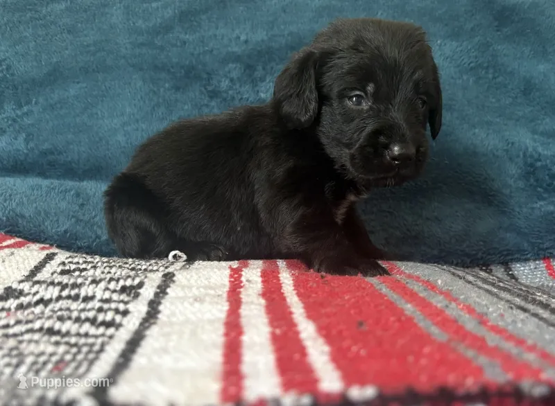 Honey – Doxiepoo puppy for sale in Bloomington, IN