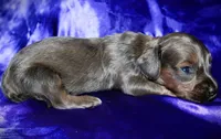 Penelope, a female Miniature Dachshund for sale in Bloomington, IN – 7 of 8