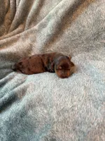 Lovey, a female Miniature Dachshund for sale in Bloomington, IN – 2 of 7