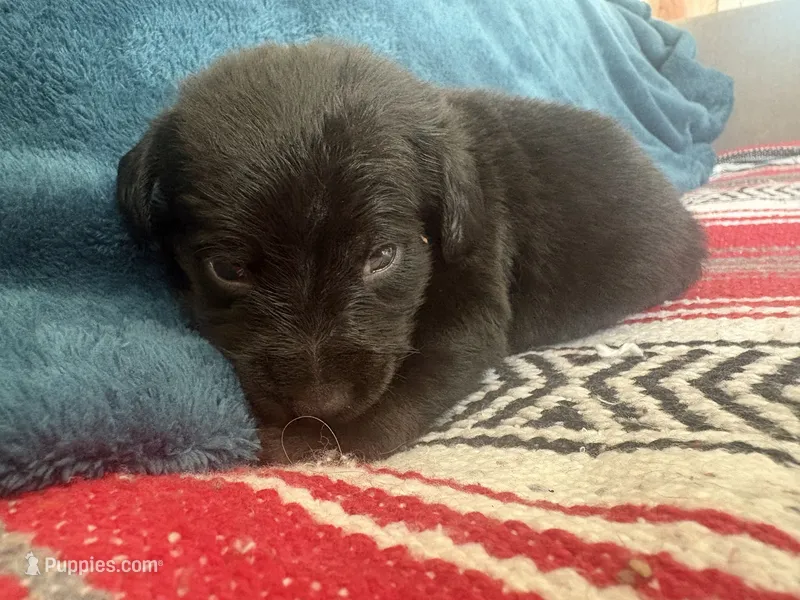 Yogi – Doxiepoo puppy for sale in Bloomington, IN