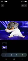 Dexter , a male Miniature Dachshund for sale in Bloomington, IN – 4 of 5