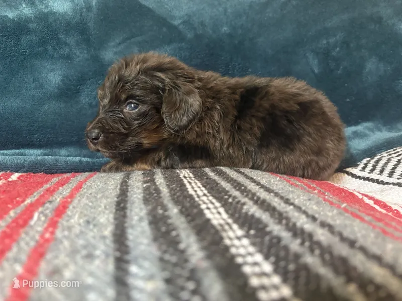 Bernard – Doxiepoo puppy for sale in Bloomington, IN