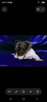Dexter , a male Miniature Dachshund for sale in Bloomington, IN – 3 of 5