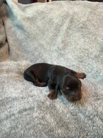 Doxie, a female Miniature Dachshund for sale in Bloomington, IN – 5 of 5