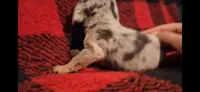 Rusty, a male Miniature Dachshund for sale in Bloomington, IN – 2 of 4