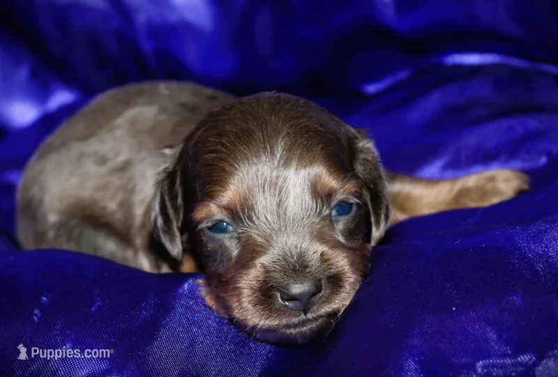Penelope – Miniature Dachshund puppy for sale in Bloomington, IN