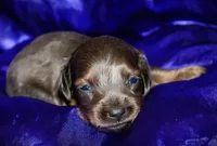 Penelope, a female Miniature Dachshund for sale in Bloomington, IN – 1 of 8