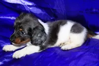 Paws, a male Miniature Dachshund for sale in Bloomington, IN – 5 of 5