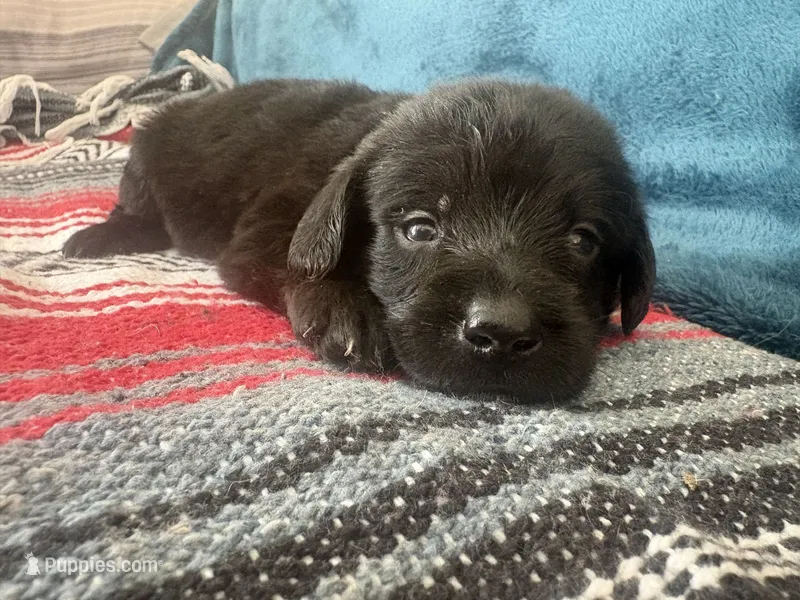 Baloo – Doxiepoo puppy for sale in Bloomington, IN