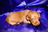 Athena, a female Miniature Dachshund for sale in Bloomington, IN – 5 of 6