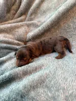 Lovey, a female Miniature Dachshund for sale in Bloomington, IN – 3 of 7