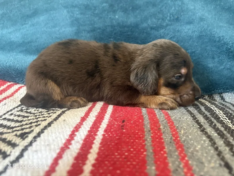 Paddington – Miniature Dachshund, Poodle - Standard  puppy for sale in Bloomington, IN