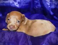 Nausica, a female Miniature Dachshund for sale in Bloomington, IN – 2 of 6