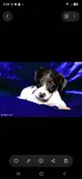 Dexter , a male Miniature Dachshund for sale in Bloomington, IN – 2 of 5