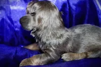Penelope, a female Miniature Dachshund for sale in Bloomington, IN – 8 of 8