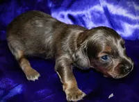 Penelope, a female Miniature Dachshund for sale in Bloomington, IN – 6 of 8