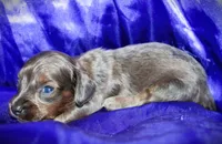 Penelope, a female Miniature Dachshund for sale in Bloomington, IN – 2 of 8