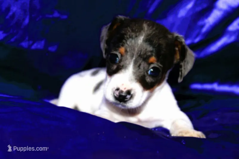 Dexter – Miniature Dachshund puppy for sale in Bloomington, IN