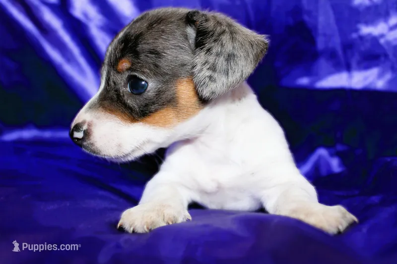 Dexter – Miniature Dachshund puppy for sale in Bloomington, IN