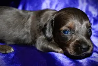 Penelope, a female Miniature Dachshund for sale in Bloomington, IN – 5 of 8