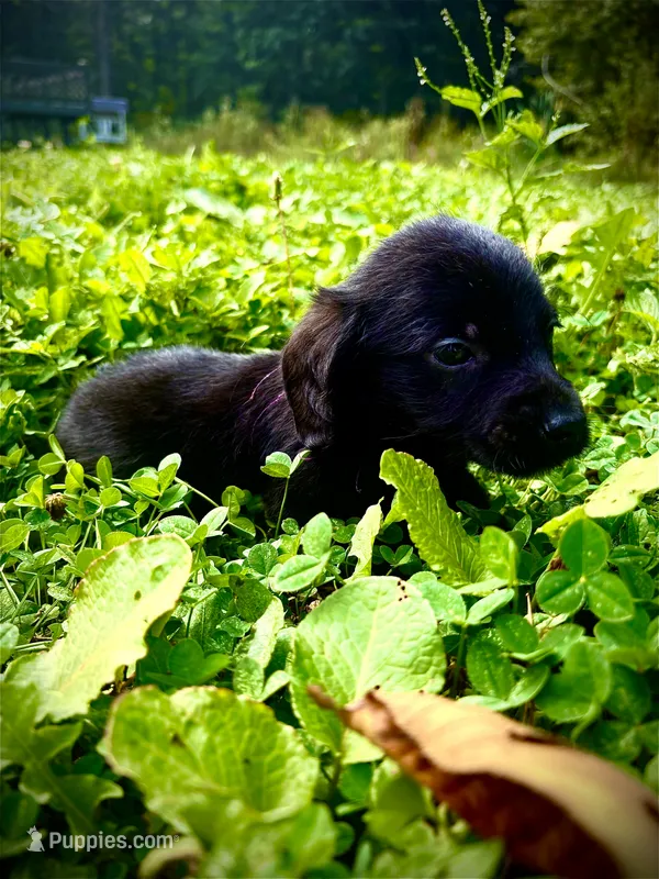 Baloo – Doxiepoo puppy for sale in Bloomington, IN