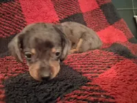Betsie, a female Miniature Dachshund for sale in Bloomington, IN – 2 of 4