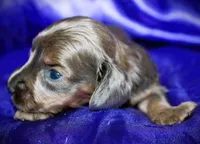 Penelope, a female Miniature Dachshund for sale in Bloomington, IN – 3 of 8