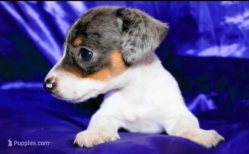 Dexter  – Miniature Dachshund puppy for sale in Bloomington, IN