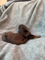 Lovey, a female Miniature Dachshund for sale in Bloomington, IN – 5 of 7