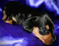 Calypso, a female Miniature Dachshund for sale in Bloomington, IN – 5 of 8