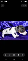 Dexter , a male Miniature Dachshund for sale in Bloomington, IN – 5 of 5