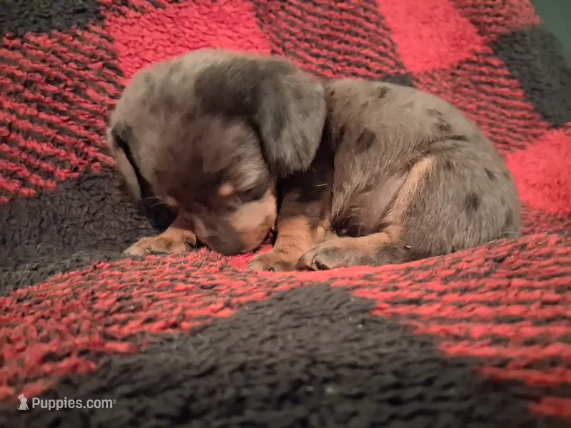 Betsie – Miniature Dachshund puppy for sale in Bloomington, IN