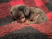 Betsie, a female Miniature Dachshund for sale in Bloomington, IN – 1 of 4