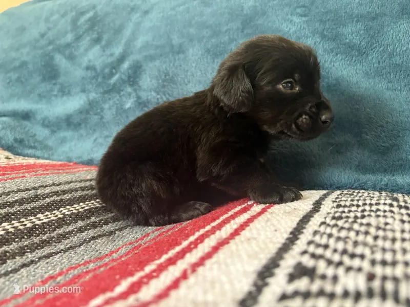 Yogi – Doxiepoo puppy for sale in Bloomington, IN