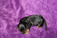 Max Mini , a female Miniature Dachshund for sale in Bloomington, IN – Photo 8 of 9