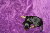 Max Mini , a female Miniature Dachshund for sale in Bloomington, IN – Photo 9 of 9