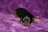 Max Mini , a female Miniature Dachshund for sale in Bloomington, IN – Photo 1 of 9