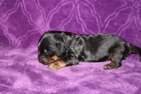 Max Mini , a female Miniature Dachshund for sale in Bloomington, IN – Photo 6 of 9