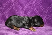 Max Mini , a female Miniature Dachshund for sale in Bloomington, IN – Photo 7 of 9