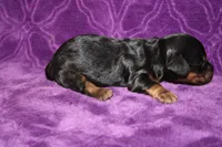 Max Mini , a female Miniature Dachshund for sale in Bloomington, IN – Photo 4 of 9