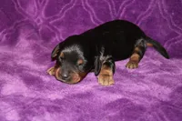 Max Mini , a female Miniature Dachshund for sale in Bloomington, IN – Photo 2 of 9