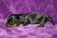 Max Mini , a female Miniature Dachshund for sale in Bloomington, IN – Photo 5 of 9