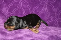 Max Mini , a female Miniature Dachshund for sale in Bloomington, IN – Photo 3 of 9