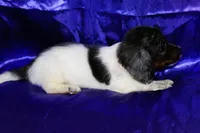 Paws, a male Miniature Dachshund for sale in Bloomington, IN – 4 of 5
