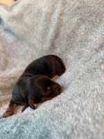 Doxie, a female Miniature Dachshund for sale in Bloomington, IN – 4 of 5