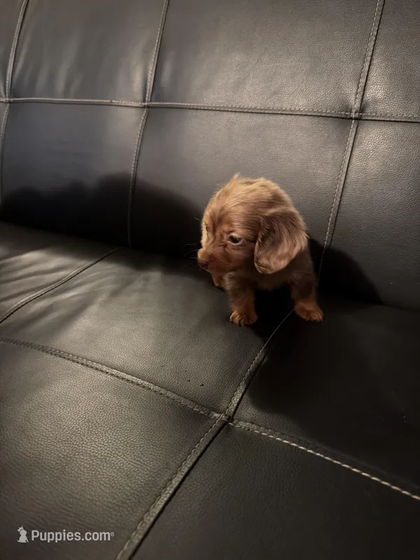 Sadie, a female Miniature Dachshund for sale in Bloomington, IN – Photo 1 of 3