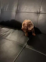 Sadie, a female Miniature Dachshund for sale in Bloomington, IN – Photo 1 of 3