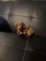 Sadie, a female Miniature Dachshund for sale in Bloomington, IN – Photo 3 of 3