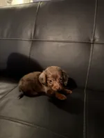 Sadie, a female Miniature Dachshund for sale in Bloomington, IN – Photo 2 of 3