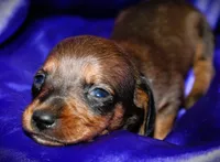 Circe, a female Miniature Dachshund for sale in Bloomington, IN – 2 of 6